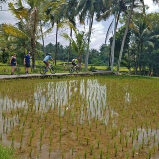 Penatih to Ubud: Riding Through Bali’s Living Culture