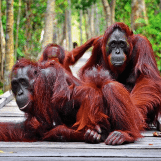 Tanjung Puting Orangutan Tour