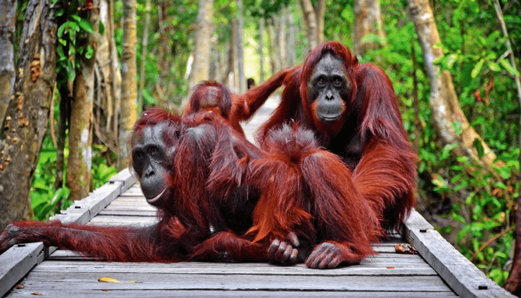 orang utan 4
